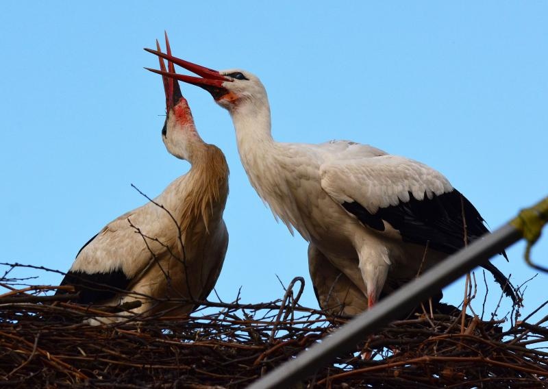 「Croatian Stork」的圖片搜尋結果
