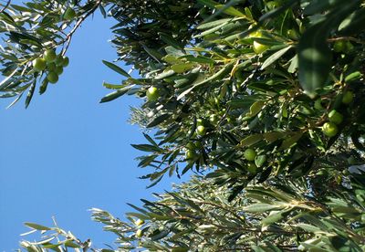 Olive Season to Forget in Croatia