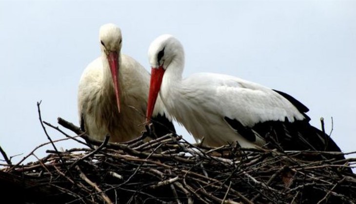 「Croatian Stork」的图片搜寻结果