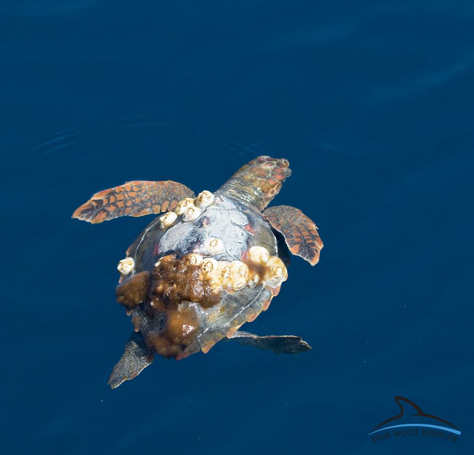 Glavata želva / Loggerhead sea turtle (Caretta caretta) 