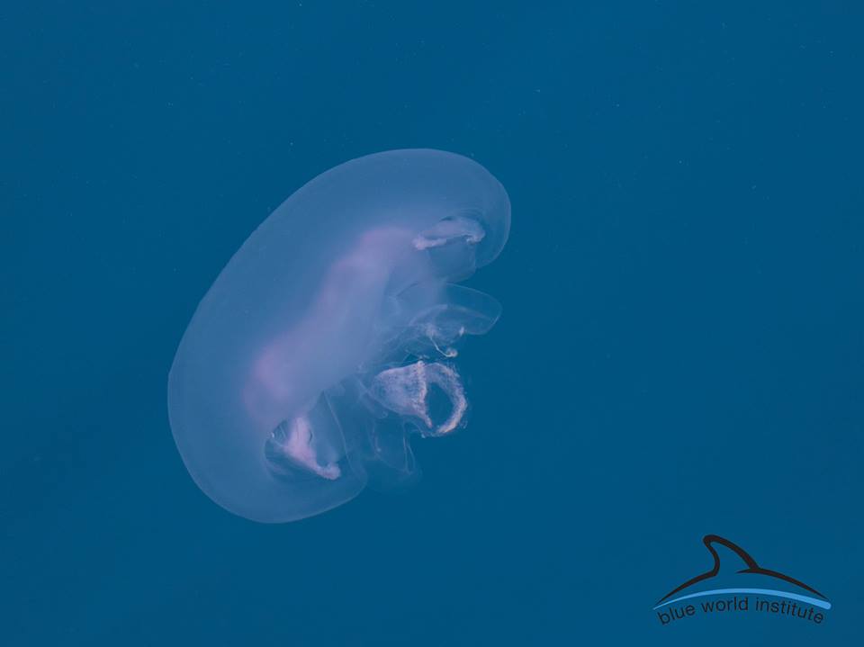 Uhati klobuk / Moon jellyfish (Aurelia aurita)