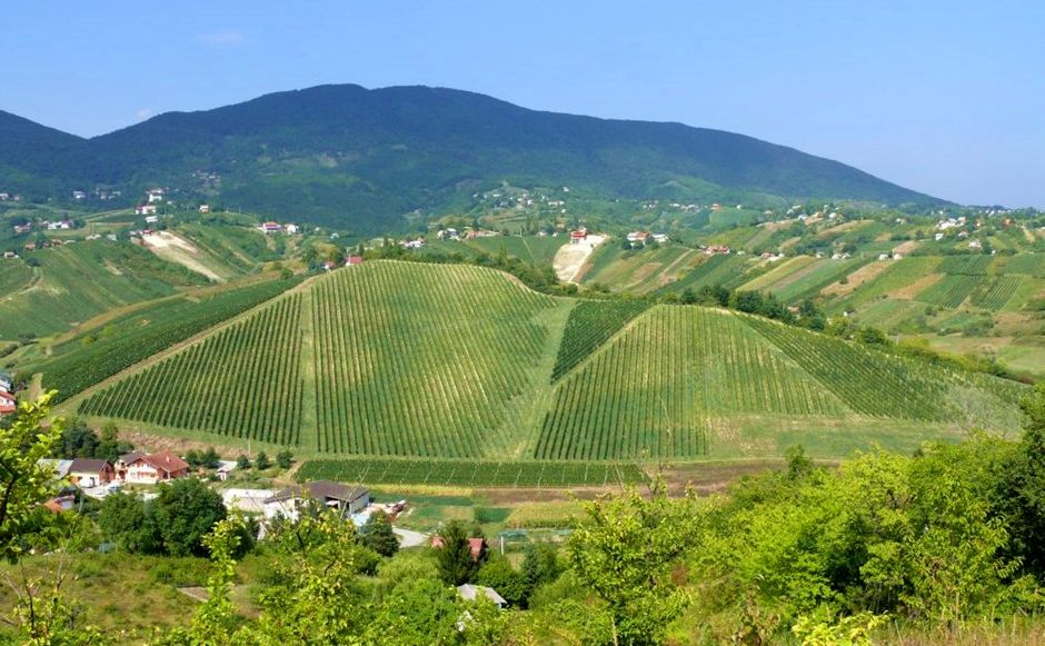 Plešivica – Home of Croatian Sparkling Wines