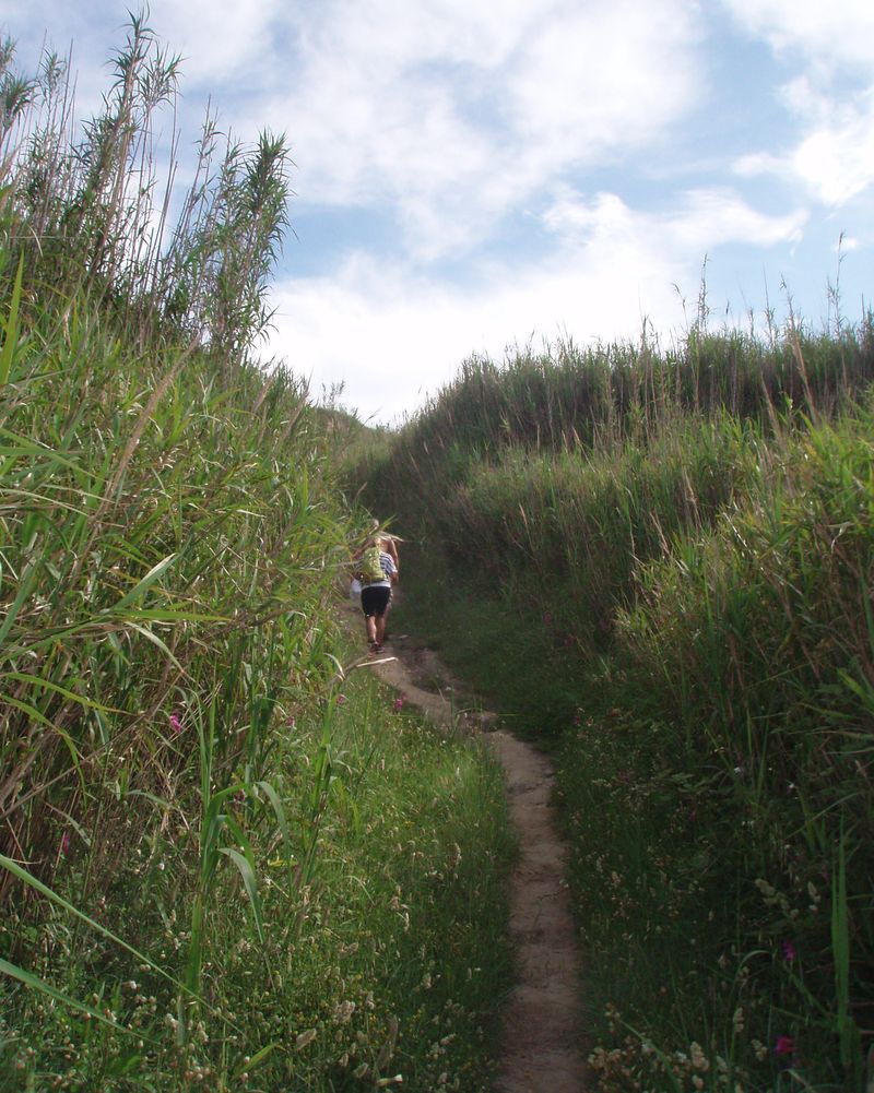Tourists lost among the tall reeds on one of many paths criss-crossing the island of Susak. The reeds keep the island’s sand together, and frame and hide its gardens.