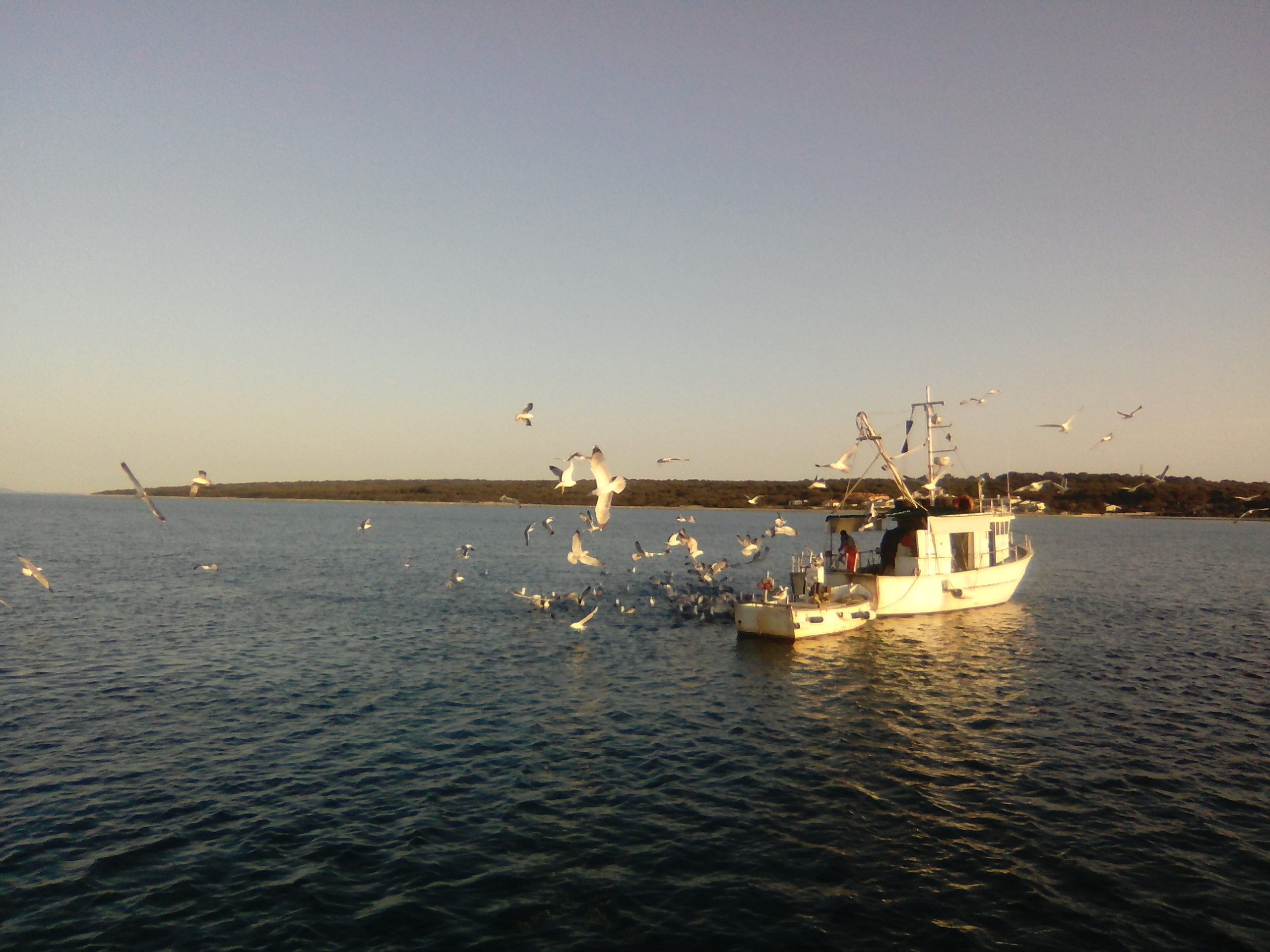 Seagulls clamouring for a fisherman’s catch as he is returning to Silba’s harbour of Mul in the evening.