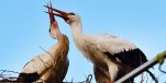 Love Birds Help Croatia Win Prestigious Cannes Lion Award in France