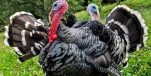 Croatian Zagorje Breed Turkey Granted EU Protection Status