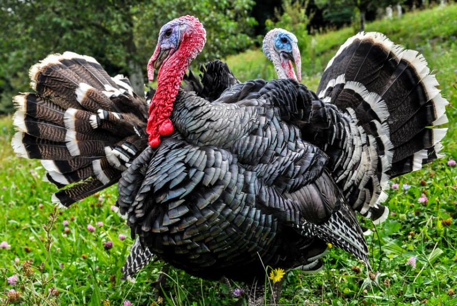 Turkey from the Croatian Zagorje breed (photo credit: Tportal)