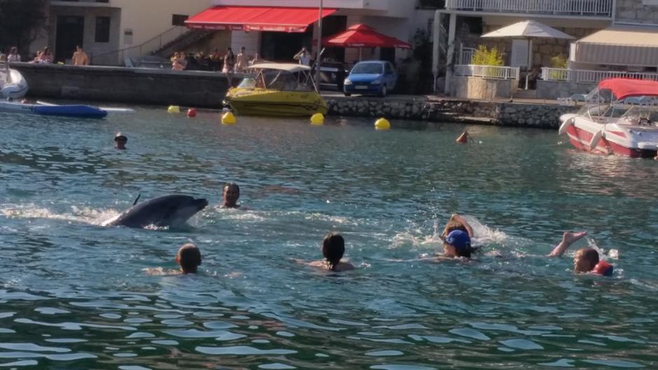 Dolphin joins swimmers in shallow waters in Duboka (photo: N1) 