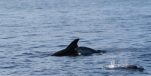 [PHOTO] Baby Dolphin Spotted Near Kornati Islands