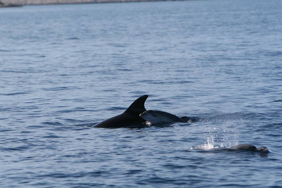 [PHOTO] Baby Dolphin Spotted Near Kornati Islands