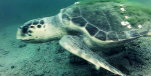 Live Underwater Webcam Captures Rare & Endangered Sea Turtle