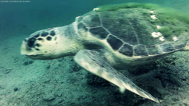 Sea Turtle captured on new webcam (photo: press)