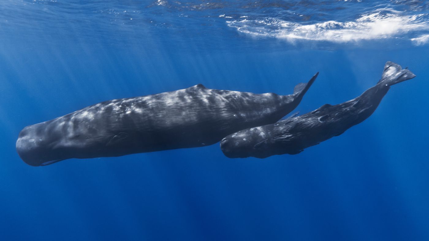 Sperm whale - illustration (photo credit: Gabriel Barathieu/ flickr/Creative Commons))