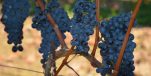 Learn About Istria’s Quality Red Teran Grape