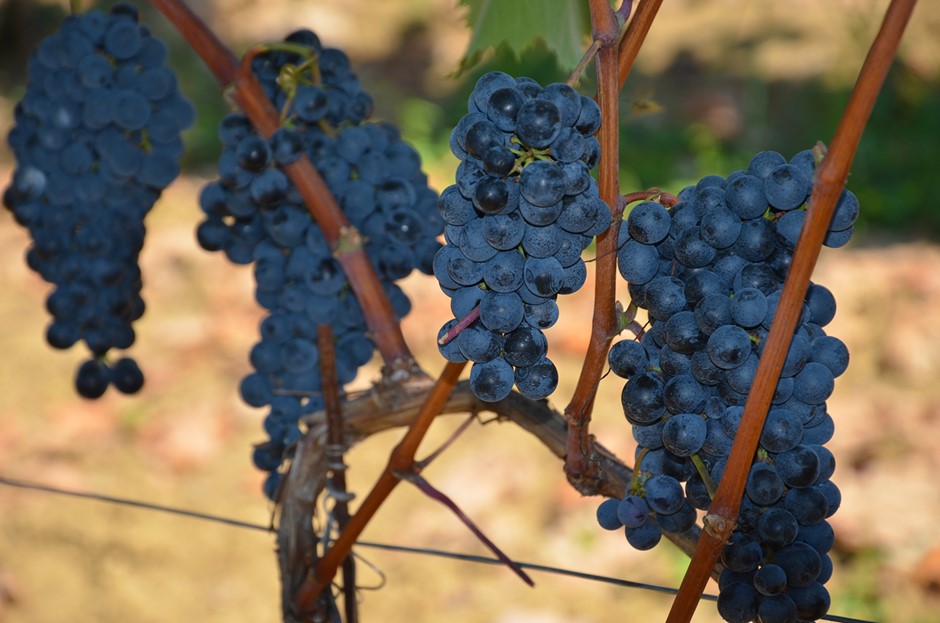 Teran grape (photo credit: www.veralda.hr)