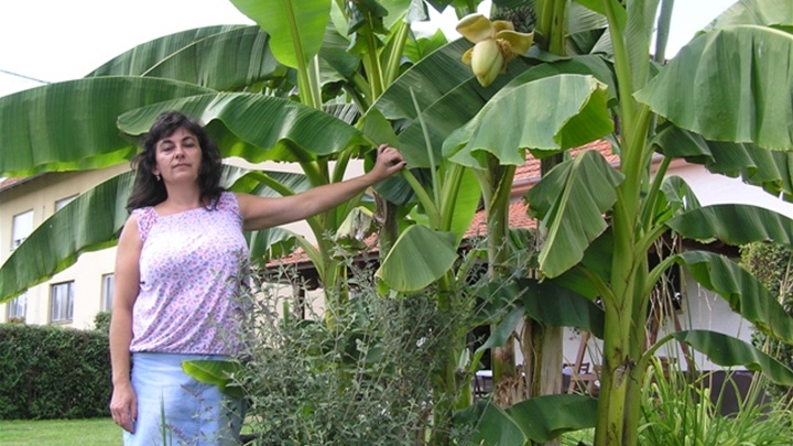 Tanja Groš with her banana plants (photo: zagorje.com)