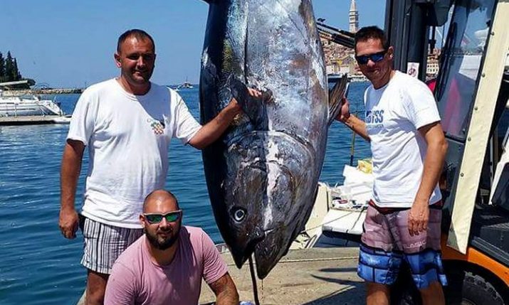 [PHOTO] Fishermen Reel in Biggest Tuna Ever Caught in Croatia