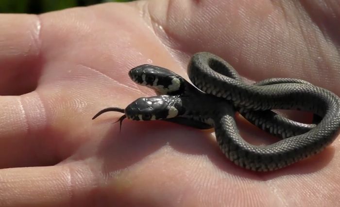 Rare two-headed snake found in Croatia on Sunday (Barcroft TV/screenshot)