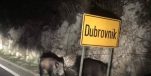 [PHOTO] Wild Boars Strutting into Dubrovnik