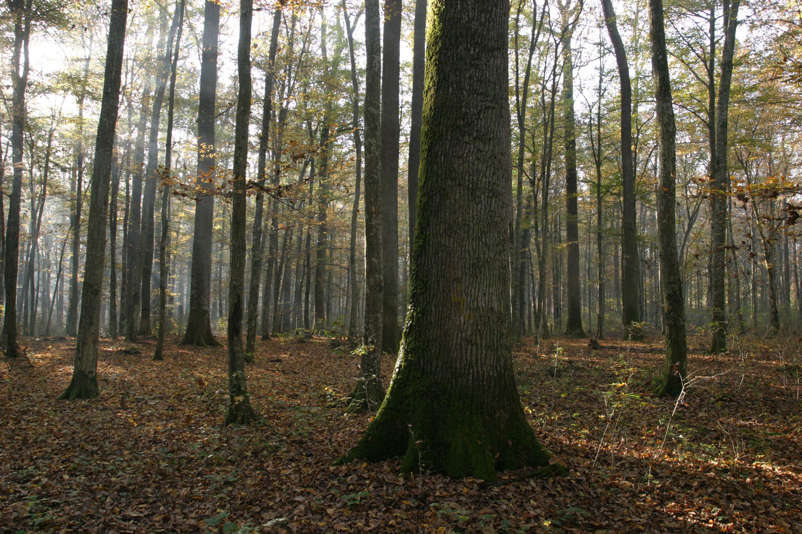 Spačva forest (photo credit: Županja Tourist Board)