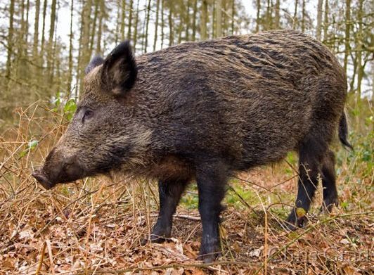 Wild Boar tend to live in forests in Croatia