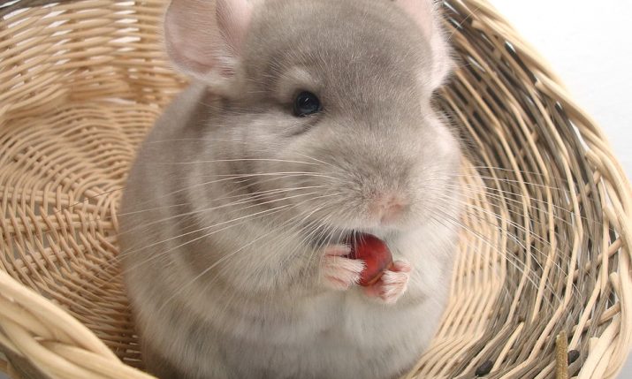 Croatia Praised for Banning Fur Farms