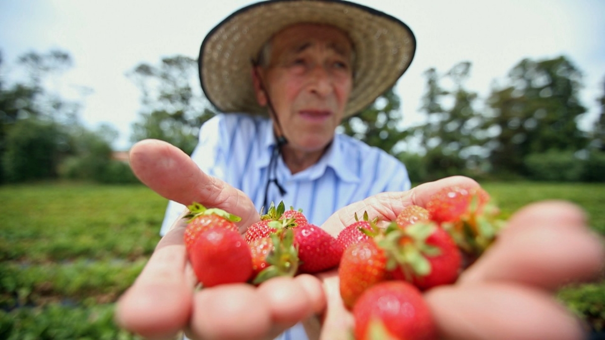 The Croatian Couple Supplying New Zealand with Strawberries for 40 Years