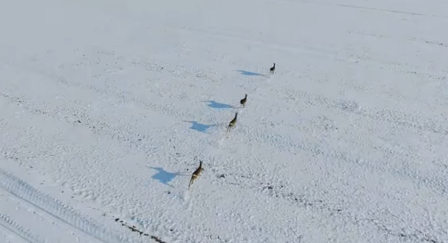 [VIDEO] Beautiful Winter Wildlife in Podravina