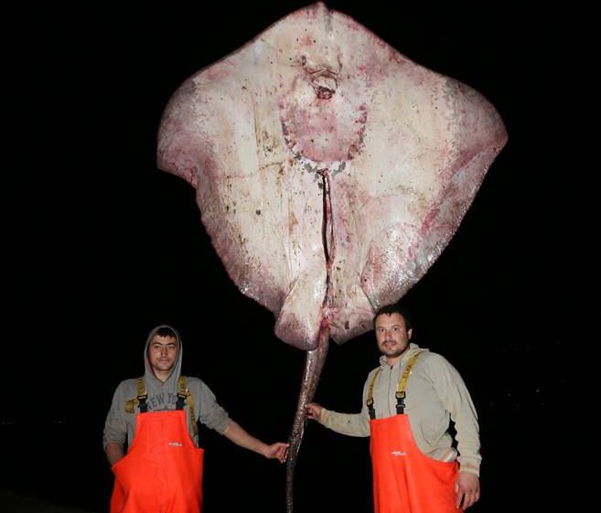 [VIDEO] Croatian Fishermen Catch Giant Stingray