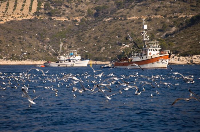 Adriatic Recovery Project: Trawling & Longline Fishing Banned in Adriatic Basin