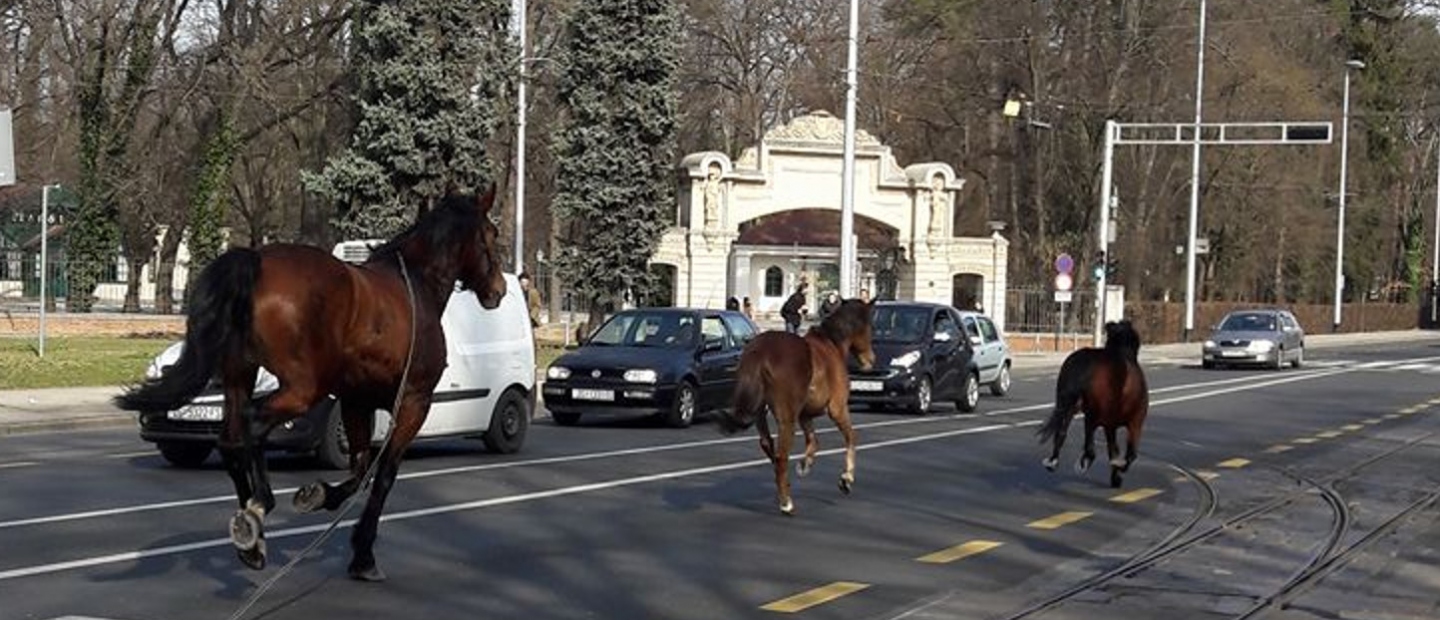 [PHOTO] Loose Horses on Busy Zagreb Road Surprise Motorists
