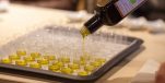 First Istrian Olive Oil Museum in Croatia Opens