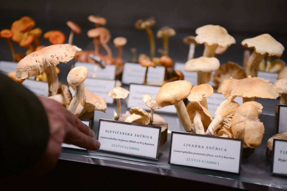 Mushroom Museum in Zagreb