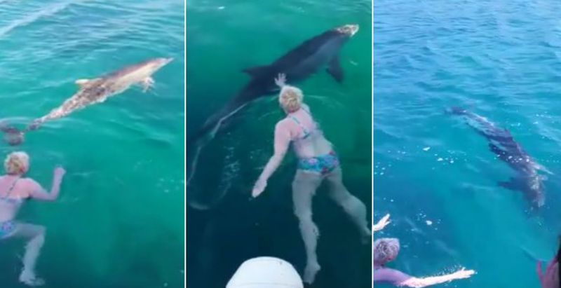 [VIDEO] Dolphin Comes to Swim with Tourists in Korčula Island Bay