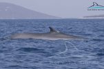 [VIDEO] 2 Fin Whales Observed Near Lošinj Island
