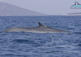 [VIDEO] 2 Fin Whales Observed Near Lošinj Island