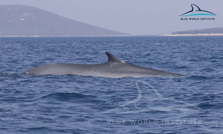[VIDEO] 2 Fin Whales Observed Near Lošinj Island
