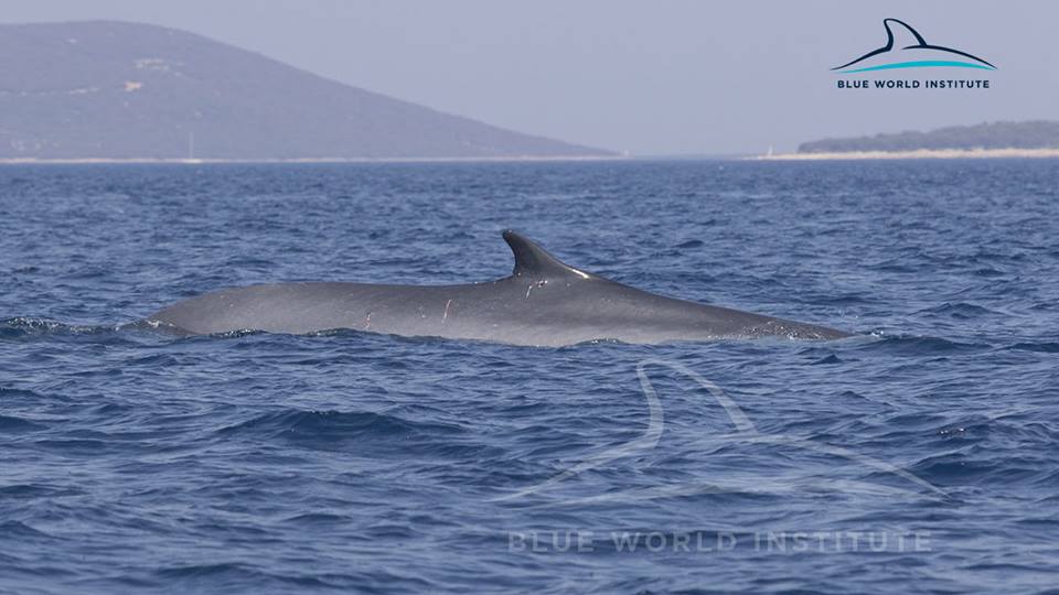 [VIDEO] 2 Fin Whales Observed Near Lošinj Island