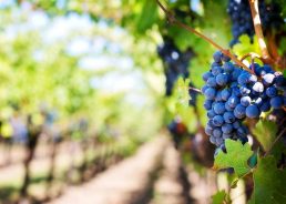 The Croatian Wine Book that is Amazon’s No.1 New Release in the Region