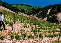 Cracking Croatian Wine: A Visitor-Friendly Guide