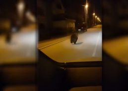 [VIDEO] Bear Running Through Street in Lika
