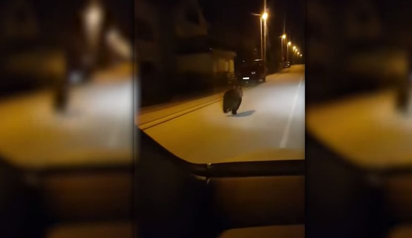 [VIDEO] Bear Running Through Street in Lika