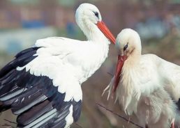 Another Chapter in the Famous Croatian Love Story of Klepetan & Malena