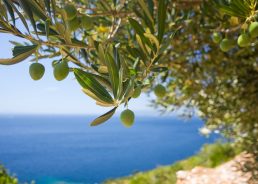 1st World Championship in Olive Picking Set to be Held on the Island of Brač