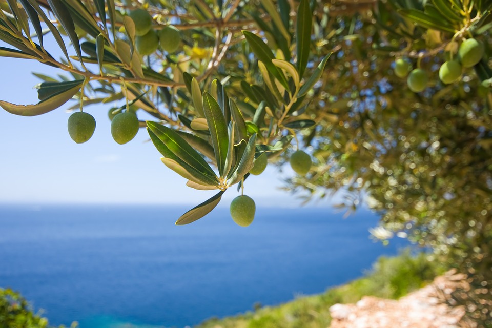 1st World Championship in Olive Picking Set to be Held on the Island of Brač