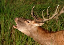Wild Croatia: Deers & Kopački Rit