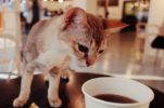 First Cat Cafe in Croatia Opens