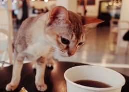 First Cat Cafe in Croatia Opens