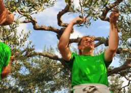 Croatia Wins 1st Olive Picking World Championship
