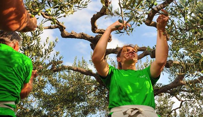 Croatia Wins 1st Olive Picking World Championship